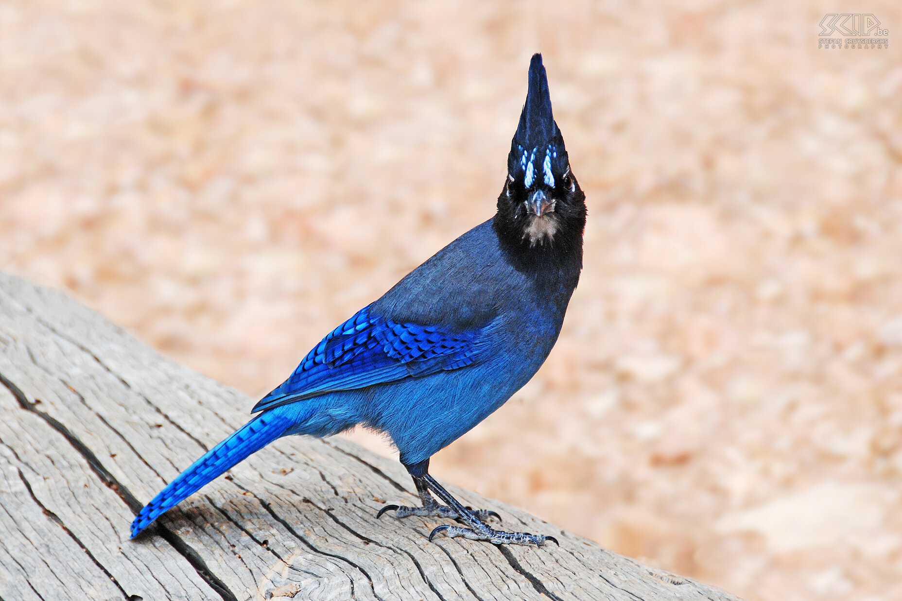 Bryce - Peekaboo Loop Trail - Stellar's Jay The Stellar jay (Cyanocitta stelleri) is a beautiful blue-black bird which you will see everywhere in the southwest. Stefan Cruysberghs